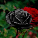 Maroon Super Black Rose Shrub Flower 50 PCS Seeds