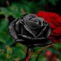 Maroon Super Black Rose Shrub Flower 50 PCS Seeds