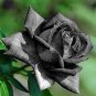 Maroon Super Black Rose Shrub Flower 50 PCS Seeds