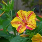 Marvel of Peru Flower 20 PCS Seeds Marvel of Peru Flower 20 PCS Seeds