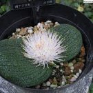 Massonia pustulata 3 PCS Seeds