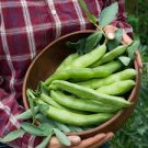 Masterpiece Green Broad Bean 5 PCS Seeds Masterpiece Green Broad Bean 5 PCS Seeds
