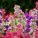 Matthiola Incana Mixed Hoary Stock 50 PCS Seeds Matthiola Incana Mixed Hoary Stock 50 PCS Seeds