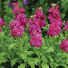 Matthiola Incana Ten Week Mix Color 200 PCS Seeds
