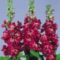 Matthiola Incana Ten Week Mix Color 200 PCS Seeds