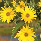 Maximillian Sunflower Seeds, Professional Pack 15 PCS Seeds Maximillian Sunflower Seeds, Professional Pack 15 PCS Seeds