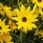Maximillian Sunflower Seeds, Professional Pack 15 PCS Seeds