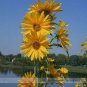 Maximillian Sunflower Seeds, Professional Pack 15 PCS Seeds