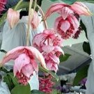 Medinilla Magnifica Showy Medinilla Perennial Shrub Rose Grape Flowering Plants 30 PCS Seeds Medinilla Magnifica Showy Medinilla Perennial Shrub Rose Grape Flowering Plants 30 PCS Seeds