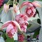 Medinilla Magnifica Showy Medinilla Perennial Shrub Rose Grape Flowering Plants 30 PCS Seeds