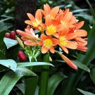 Medium Flower Real Bowl clivia 1 PCS Seeds