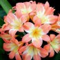 Medium Flower Real Bowl clivia 1 PCS Seeds