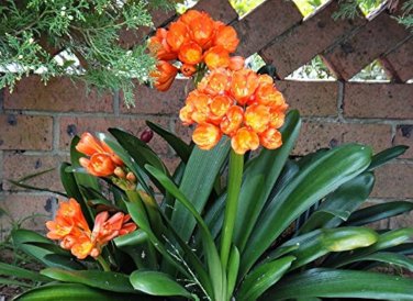 Medium Flower Real Bowl clivia pots Bonsai Garden Blooming Plants 1 PCS Seeds