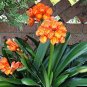 Medium Flower Real Bowl clivia pots Bonsai Garden Blooming Plants 1 PCS Seeds