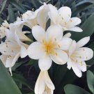 Medium Flower Real Bowl clivia pots Bonsai Garden Blooming Plants Happy Farm 1 PCS Seeds