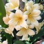 Medium Flower Real Bowl clivia pots Bonsai Garden Blooming Plants Happy Farm 1 PCS Seeds