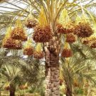 Medjool Date Palm Tree 5 PCS Seeds Medjool Date Palm Tree 5 PCS Seeds