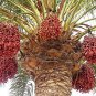 Medjool Date Palm Tree 5 PCS Seeds