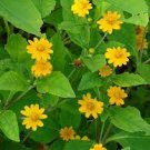 Melampodium Paludosum Flower 20 PC Seeds