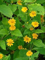 Melampodium Paludosum Flower 20 PC Seeds