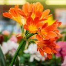 Medium Flower Real Bowl clivia pots Bonsai Garden Blooming Plants 1 PCS Seeds