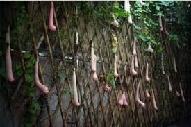 Melon seeds Vietnam milk as a woman's 100 PCS Seeds