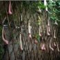 Melon seeds Vietnam milk as a woman's 100 PCS Seeds