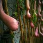 Melon seeds Vietnam milk as a woman's 100 PCS Seeds