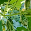 Melothria scabra Cucamelon Mouse Melon 100 PCS Seeds