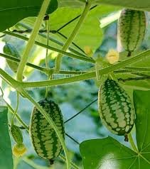 Melothria scabra Cucamelon Mouse Melon 100 PCS Seeds