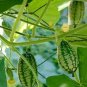Melothria scabra Cucamelon Mouse Melon 100 PCS Seeds