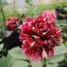 Memphis Music American Rose Shrub Flower 50 PCS Seeds