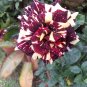 MEMPHIS MUSIC MINIFLORA ROSE 500 PCS Seeds