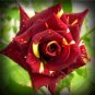 MEMPHIS MUSIC MINIFLORA ROSE 500 PCS Seeds