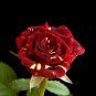 MEMPHIS MUSIC MINIFLORA ROSE 500 PCS Seeds