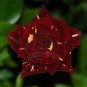 MEMPHIS MUSIC MINIFLORA ROSE 500 PCS Seeds
