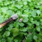 Mentha Requienii Seeds Mint Plant Bonsai Flower 50 PCS Seeds Mentha Requienii Seeds Mint Plant Bonsai Flower 50 PCS Seeds