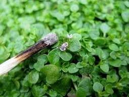 Mentha Requienii Seeds Mint Plant Bonsai Flower 50 PCS Seeds