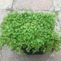 Mentha Requienii Seeds Mint Plant Bonsai Flower 50 PCS Seeds