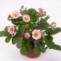 Merlan F1 Strawberry 100 PCS Seeds