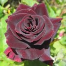MEMPHIS MUSIC MINIFLORA ROSE 500 PCS Seeds