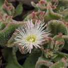 Mesembryanthemum Crystallinum Crystalline Ice Plant 100 PCS Seeds Mesembryanthemum Crystallinum Crystalline Ice Plant 100 PCS Seeds