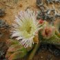 Mesembryanthemum Crystallinum Seeds Hybrid F1 100 PCS Seedss