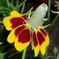 Mexican Hat Ratibida Echinacea Purpurea Cornflowers 20 PCS Seeds