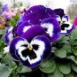 Mexican pansy Wavy Viola Tricolor Flower 100 PCS Seeds