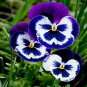 Mexican pansy Wavy Viola Tricolor Flower 100 PCS Seeds