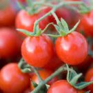 Mexico Midget Tomato 100 PCS Seeds