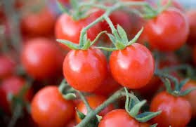 Mexico Midget Tomato 100 PCS Seeds