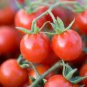 Mexico Midget Tomato 100 PCS Seeds