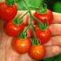 Mexico Midget Tomato 100 PCS Seeds